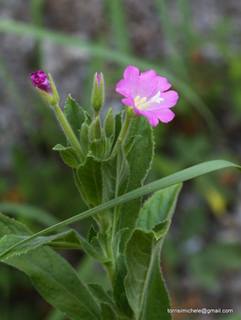 ldaia del Drago25-07-2015 20-17-40